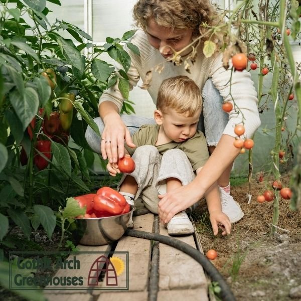 Happy gardener harvesting tomatoes in a greenhouse